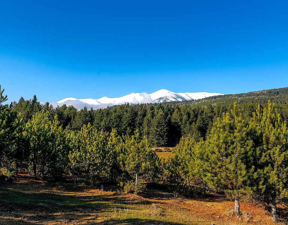 Πατωμένη Δ. Τεμπών