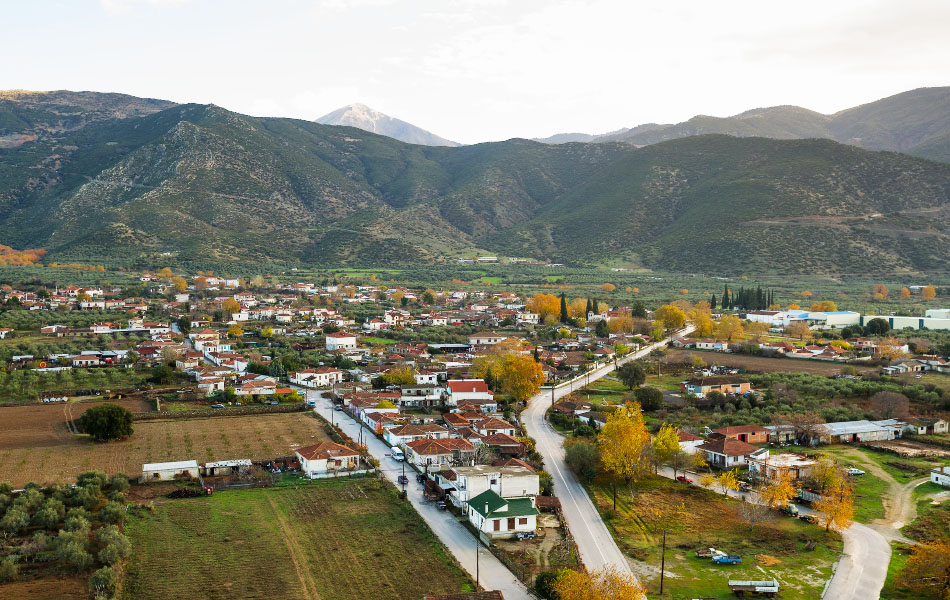 Πουρνάρι Δ. Τεμπών
