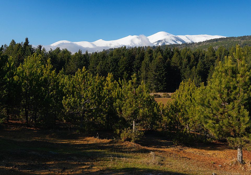 Ταυτότητα Δ. Τεμπών