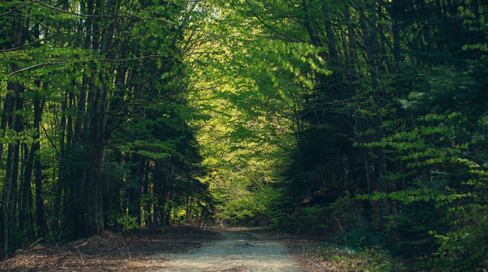 Κρανιά Δ. Τεμπών