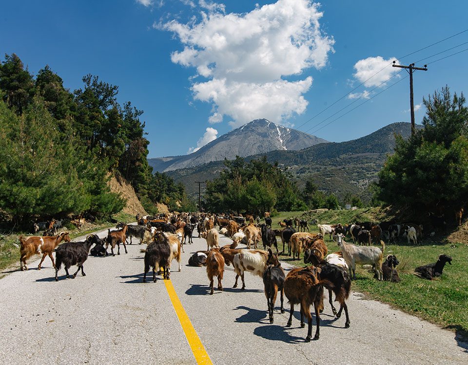 Κίσσαβος Δ. Τεμπών