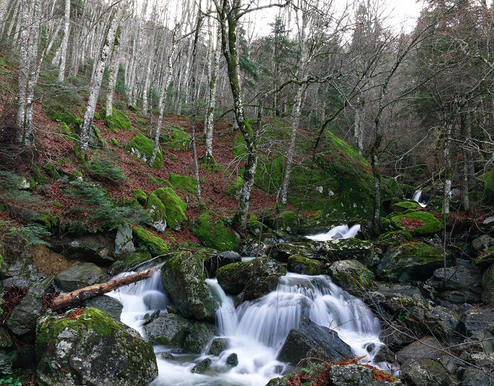 Όλυμπος Δ. Τεμπών