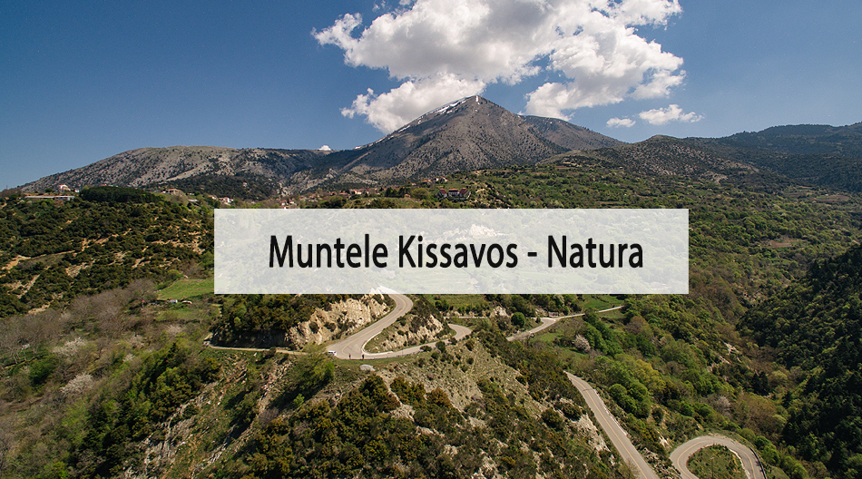 gotempi-home-kissavos-rom