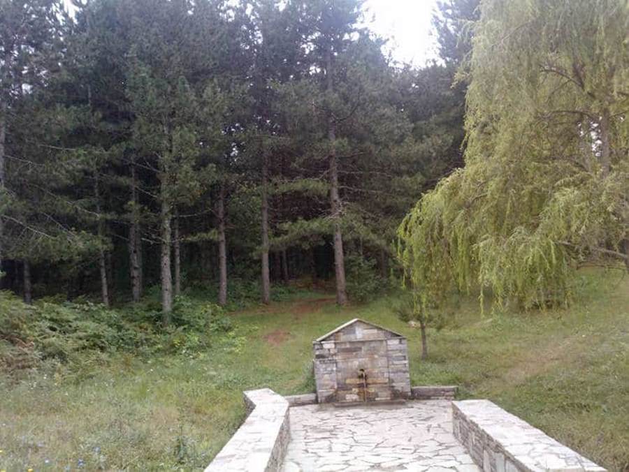 Καλλιπεύκη